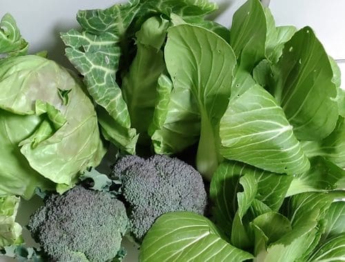 コーヒーかす堆肥で育てられた野菜