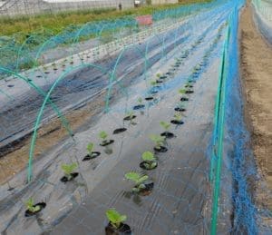 黒のビニールマルチに覆われた土から、一列に芽を出した野菜の苗。