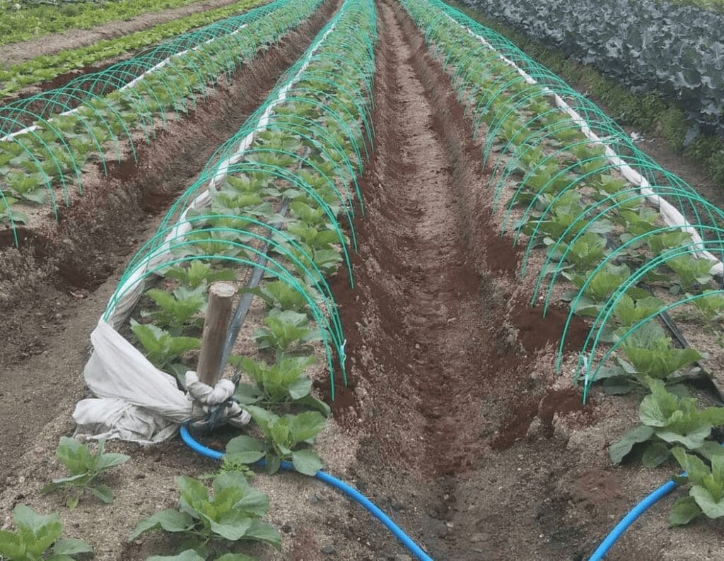 ナメクジ対策と追肥のため、株元にコーヒーかすをまいた青々とした野菜の苗。