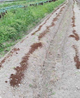 ナメクジ除けと栄養補給のため、土の表面にコーヒーかすをまいた畝（うね）。新芽を待つ畑の風景。