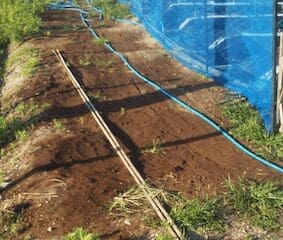 雑草の発生を抑えるため、農園の通路にまかれたコーヒーかす。