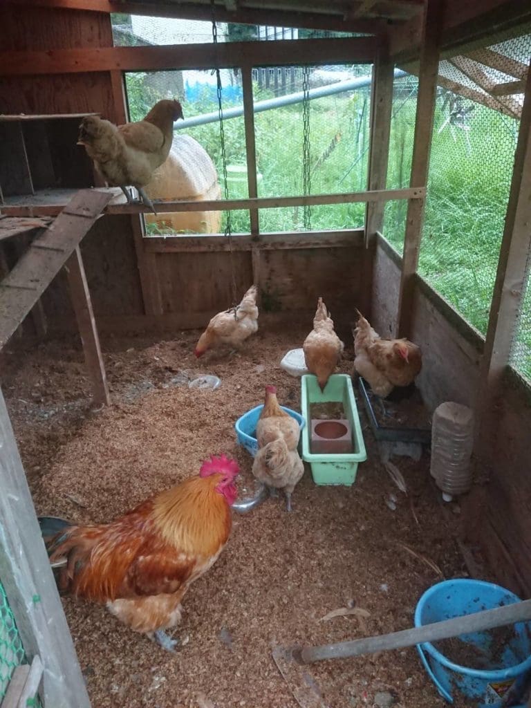 亀岡市の鶏舎で、床に敷かれたコーヒーチャフ（シルバースキン）の上で過ごす6羽の鶏。