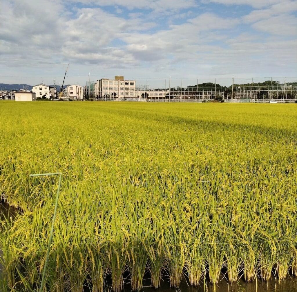 収穫間近の、黄金色に実った稲穂が頭を垂れる京都・伏見の田んぼ。