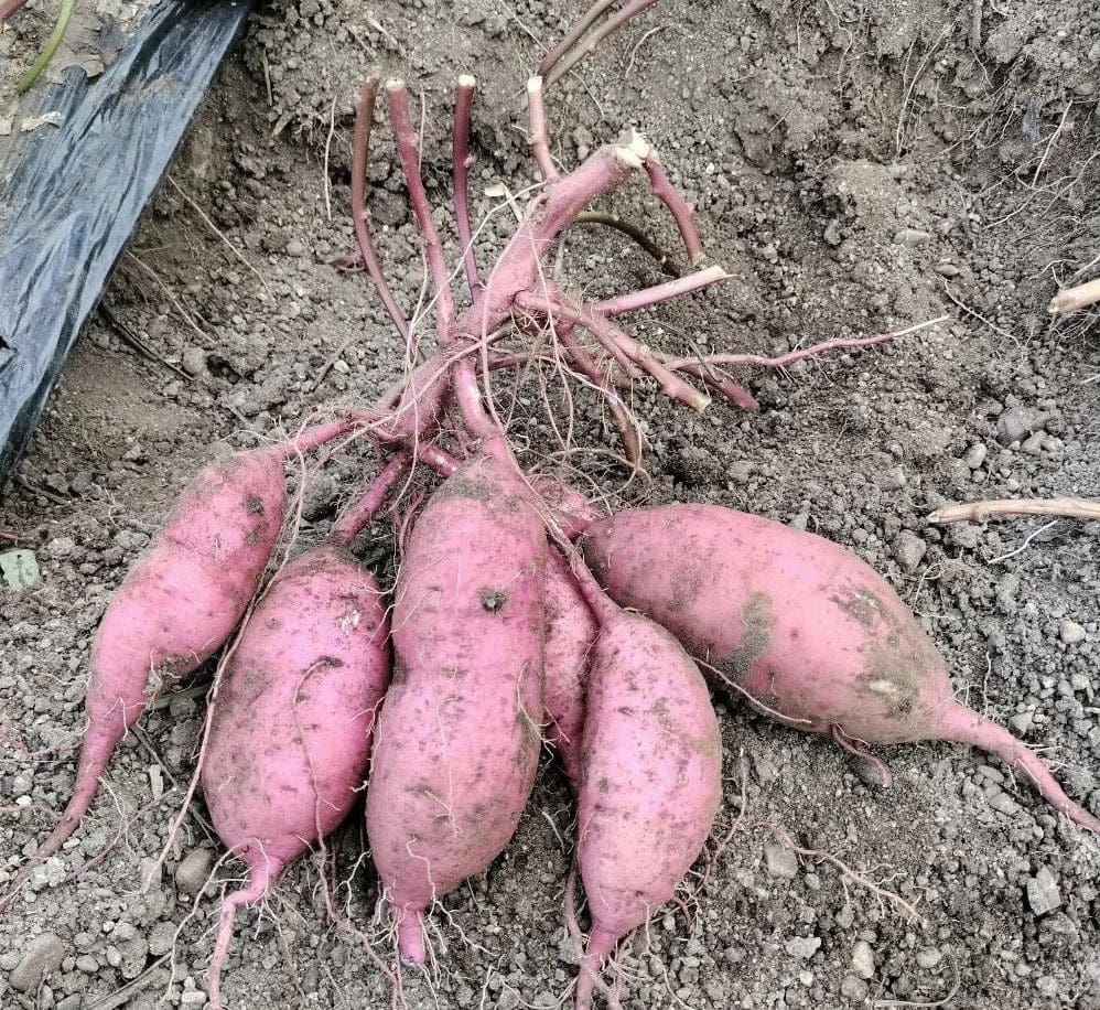 コーヒーかすを肥料に育てられた、土の上に置かれたばかりの収穫したて。