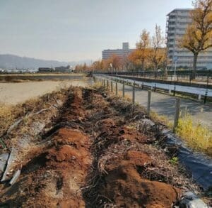 サツマイモ栽培予定の休耕地にまかれたコーヒーかす。遠くに建物が見える風景。