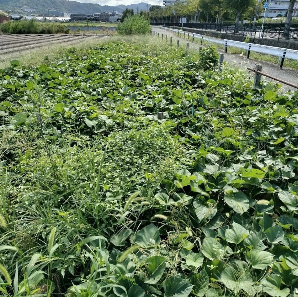 京都・伏見の農園で青々と葉を茂らせる、さつまいもの若苗。