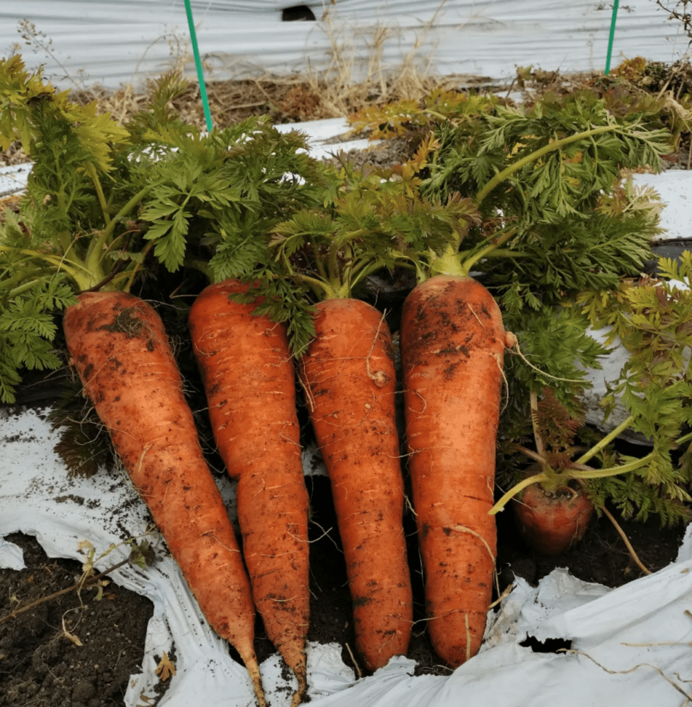 京都の舩越農園でコーヒーかす堆肥を使用して育てられた、収穫直後の鮮やかな「あやほまれ」人参。mame-ecoの再利用プロジェクトによる循環型農業の成果。