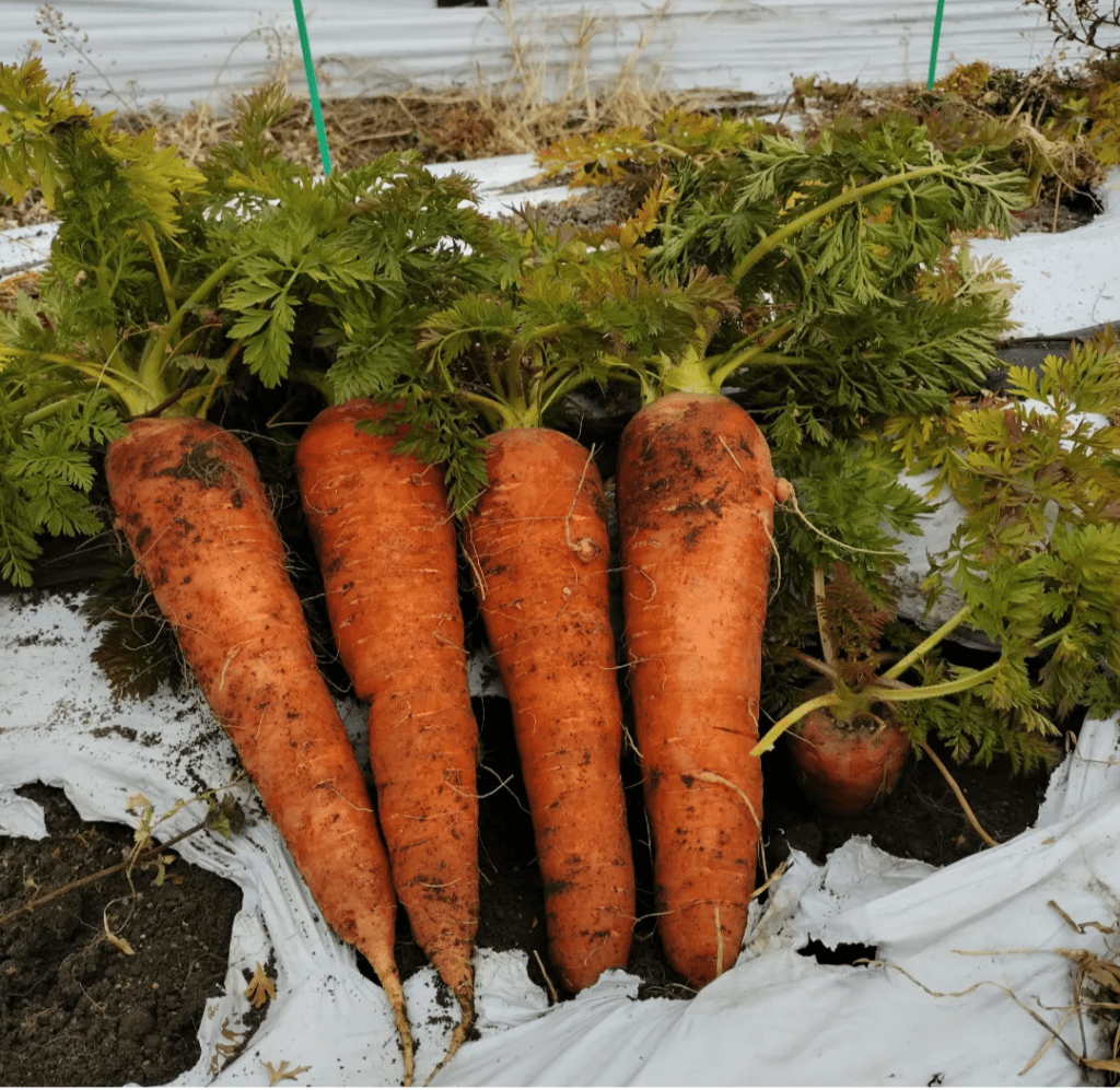 パートナー農家さんの畑で収穫されたばかりの、土がついた新鮮な人参